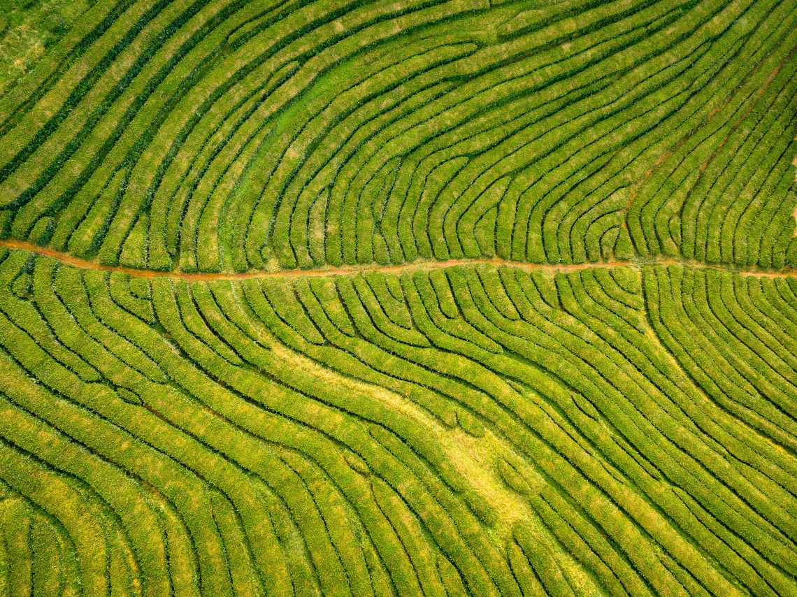 Aerial shot of Gorreana tea plantations of the north shore of São Miguel Island, the Azores, Portugal, Europe.