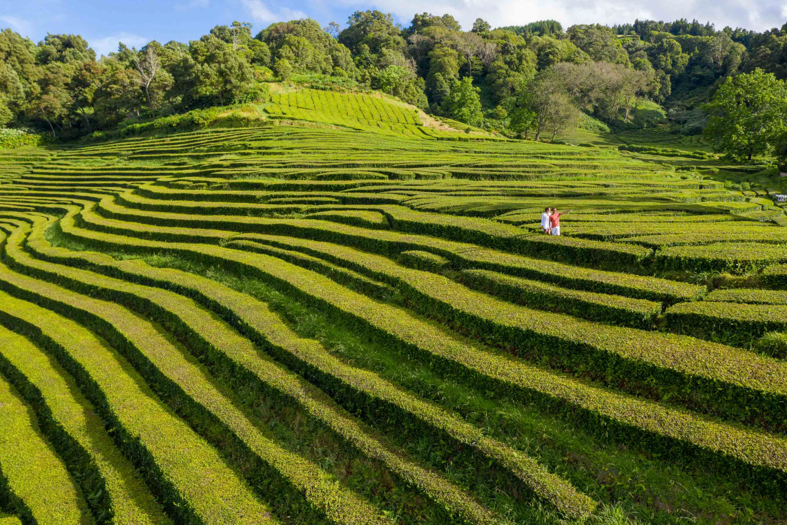 Zašto bi trebalo ulagati u proizvodnju čaja? Gorreana-tea-plantations-on-the-north-coast-of-sao-miguel-island-in-the-azores-portugal