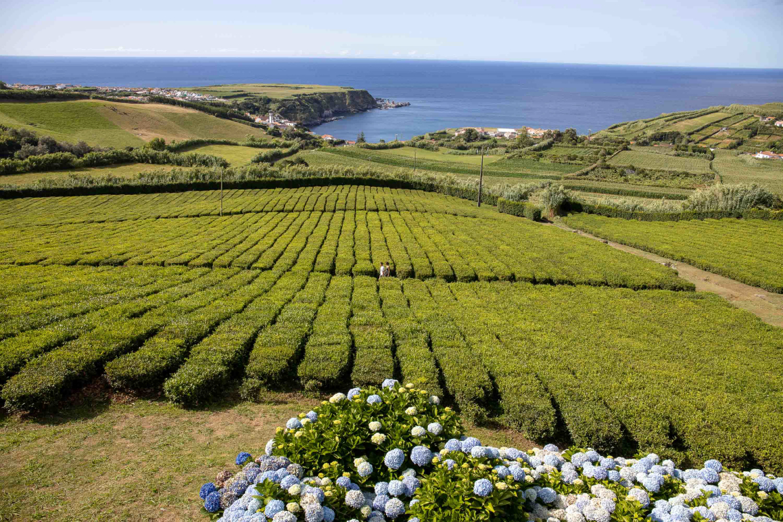 Zašto bi trebalo ulagati u proizvodnju čaja? Porto-formoso-tea-factory-in-sao-miguel-island-azores-portugal-is-one-of-the-places-you-should-visit-on-your-azores-vacations