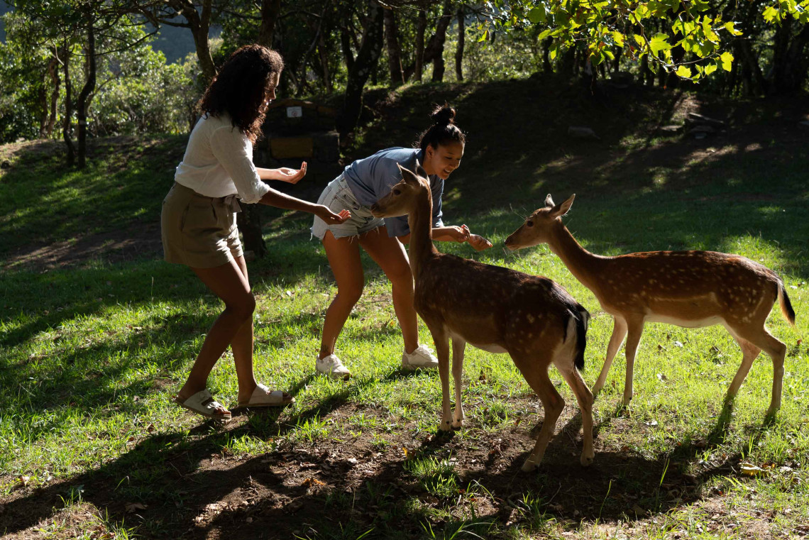 Two women feeding fallow deer in a forested park on Terceira Island, Azores, enjoying a nature and wildlife experience