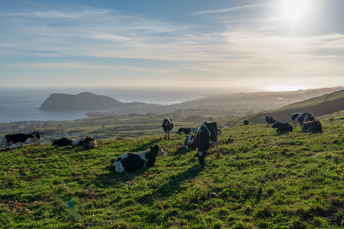 Cows grazing on a green hillside overlooking Angra do Heroísmo and Monte Brasil at sunset on Terceira Island, Azores