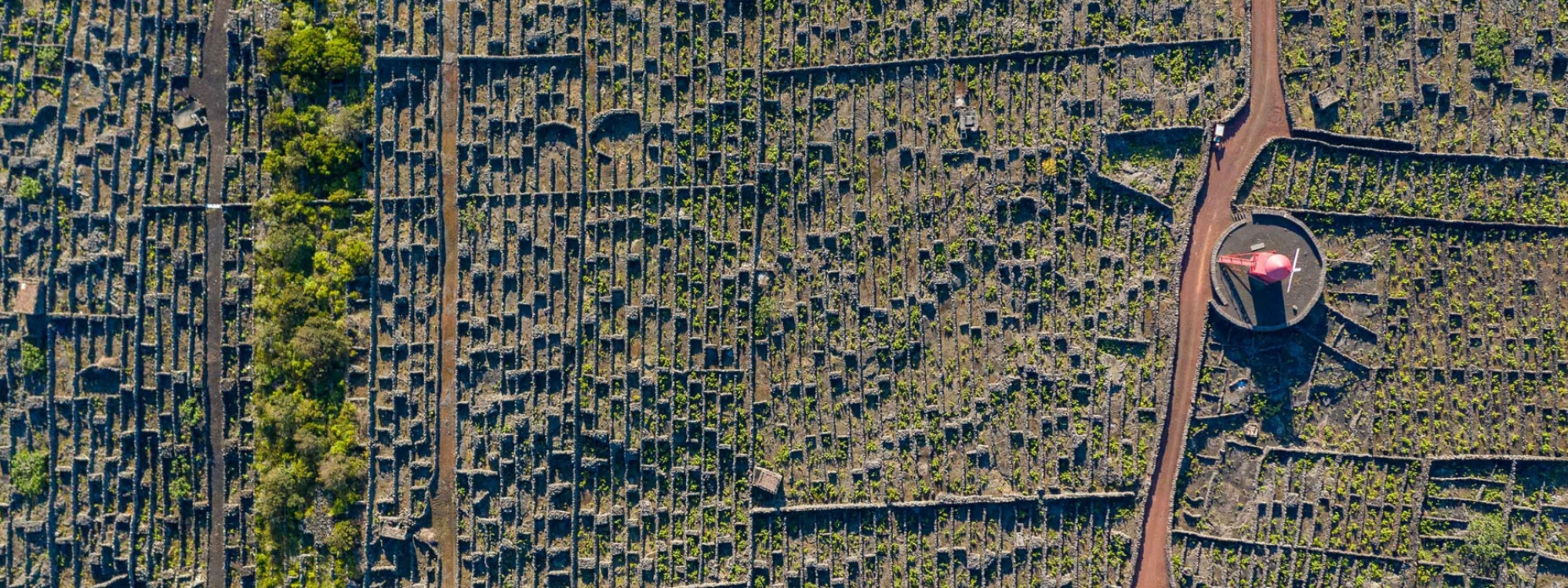 Pico Vineyards in Pico Island, Azores