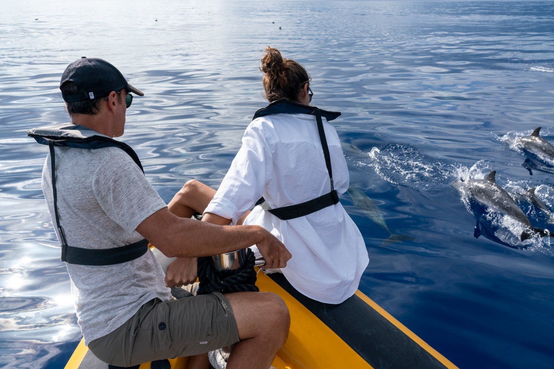 Экскурсия на лодке с наблюдением за китами и дельфинами на острове Сан-Мигель, Азорские острова, Португалия - Туристическое агентство Azores Getaways