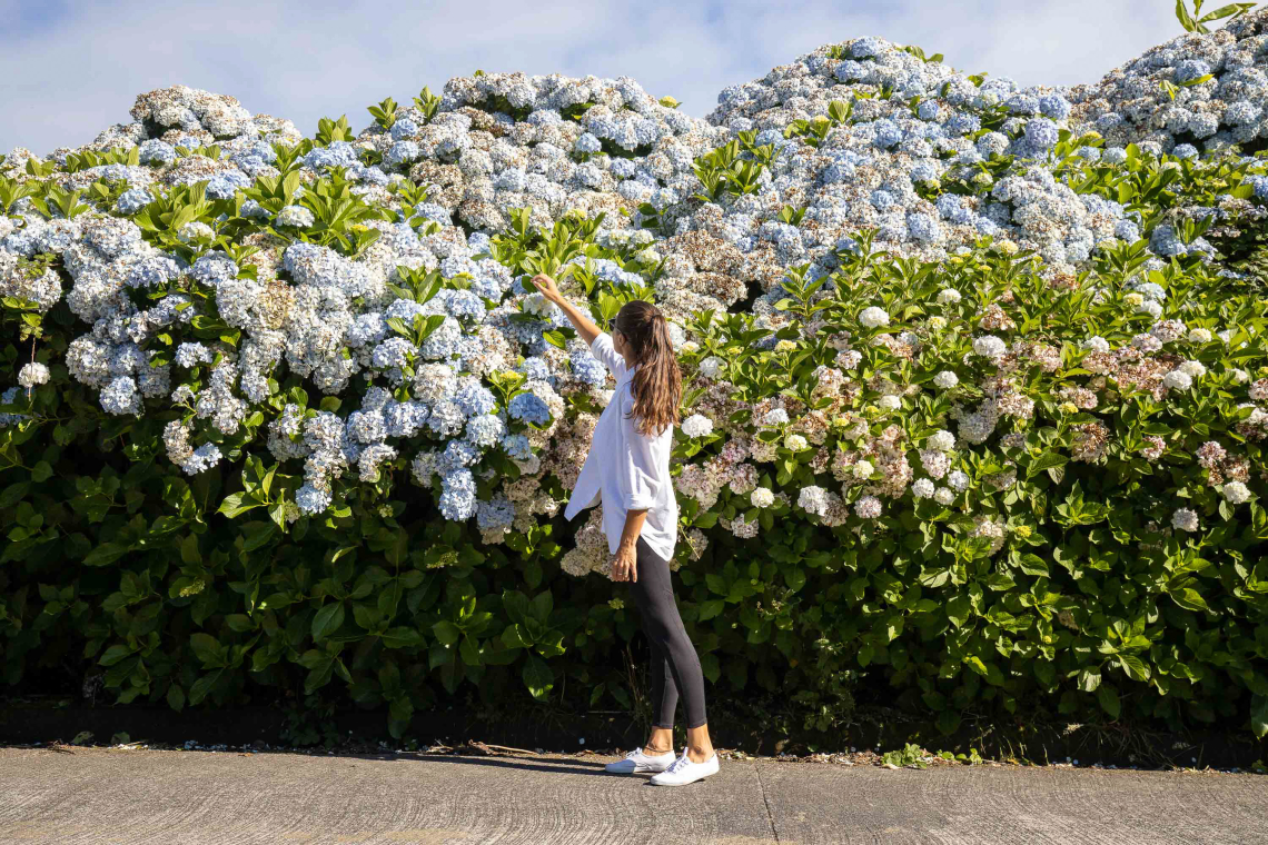 Tempo dos Açores durante a Primavera A Primavera é a estação das hortensias nos Açores.