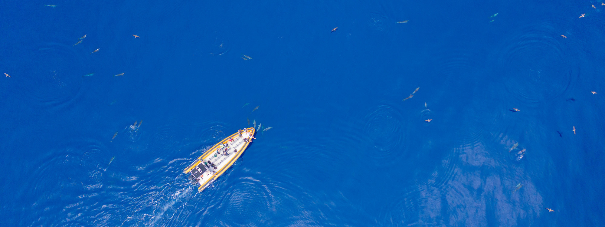 whale-and-dolphin-watching-in-azores-islands-island-portugal