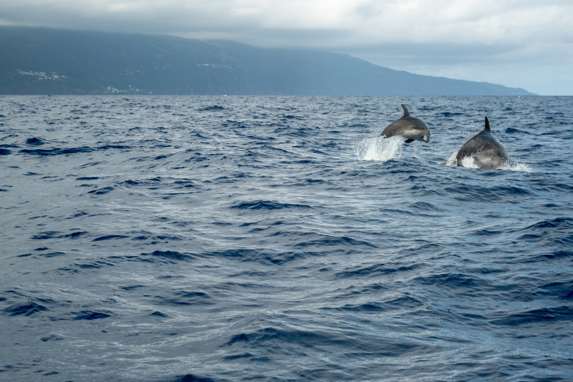 Dolphins jumping in the ocean surrounding Pico Island, Azores