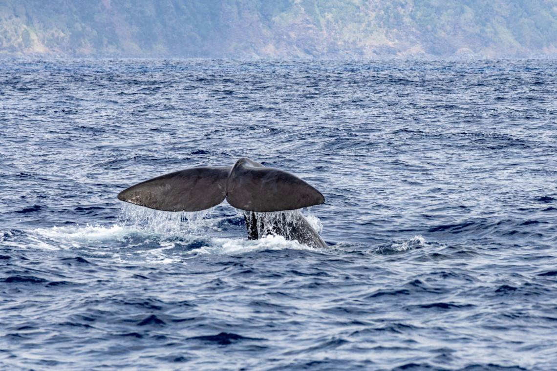 Whale Tail in Pico Island, Azores Islands Portugal