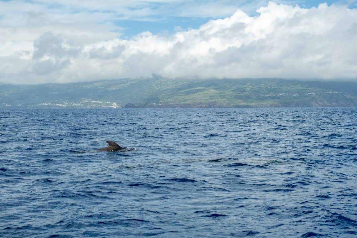 Whale and Dolphin Watching Tours in Pico Island, Portugal