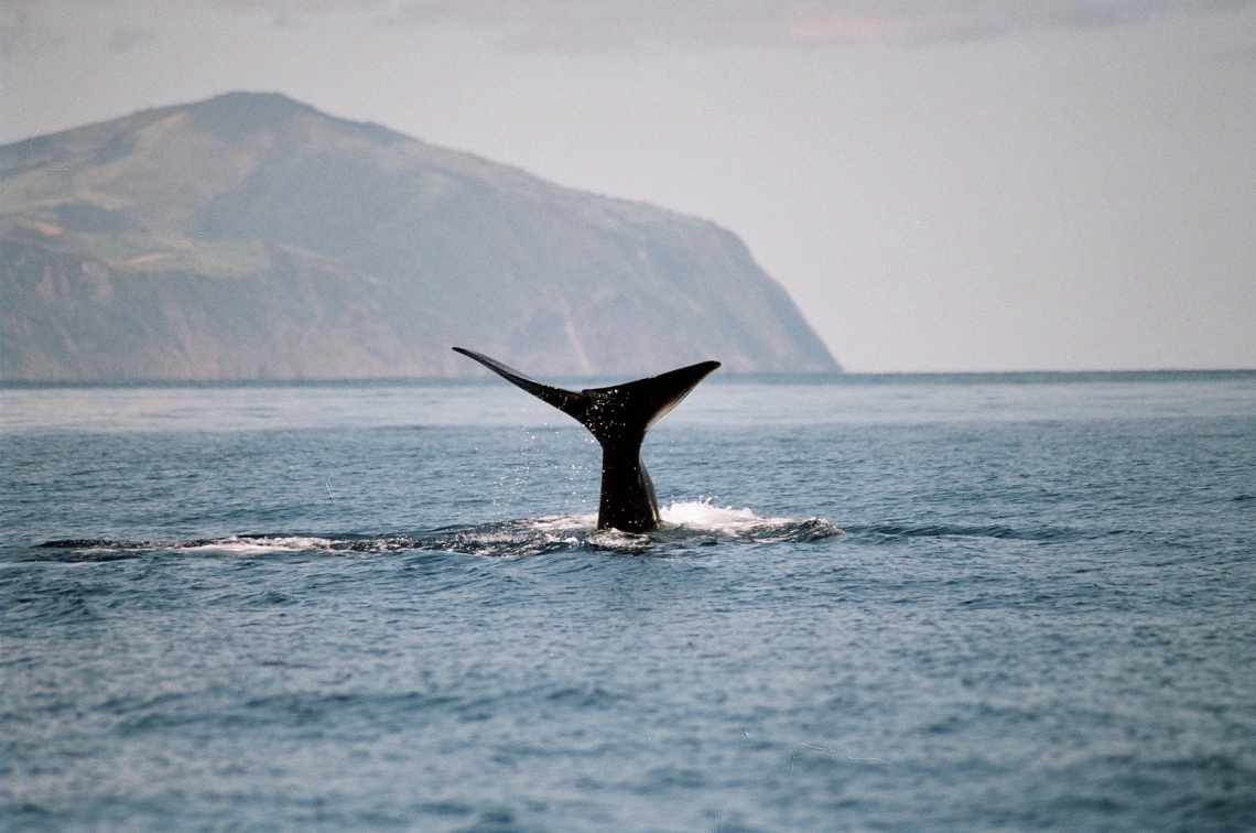 sperm-whale-diving-azores-world-class-destination-whale-watching-portugal-europe