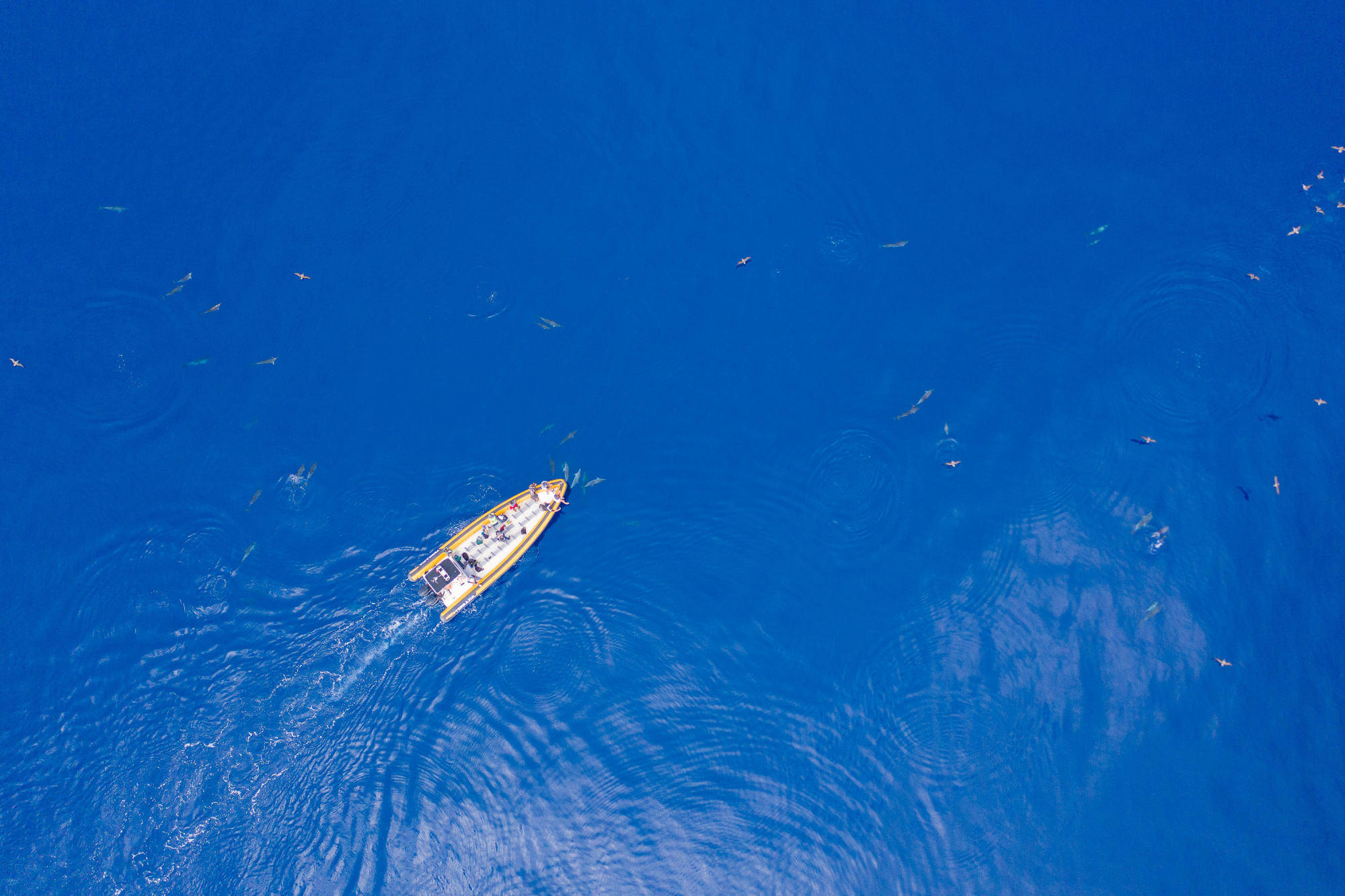 Barco em atividade de observação de cetáceos nos Açores rodeado por golfinhos.
