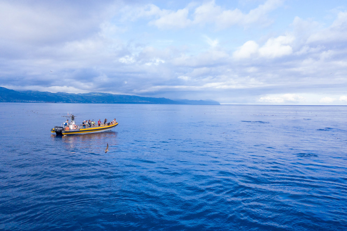 A taxa de sucesso do avistamento de baleias e golfinhos no whale watching dos Açores A taxa de sucesso de avistamento de baleias e golfinhos durante uma experiência de observação de cetáceos nos Açores é de quase cem por cento.