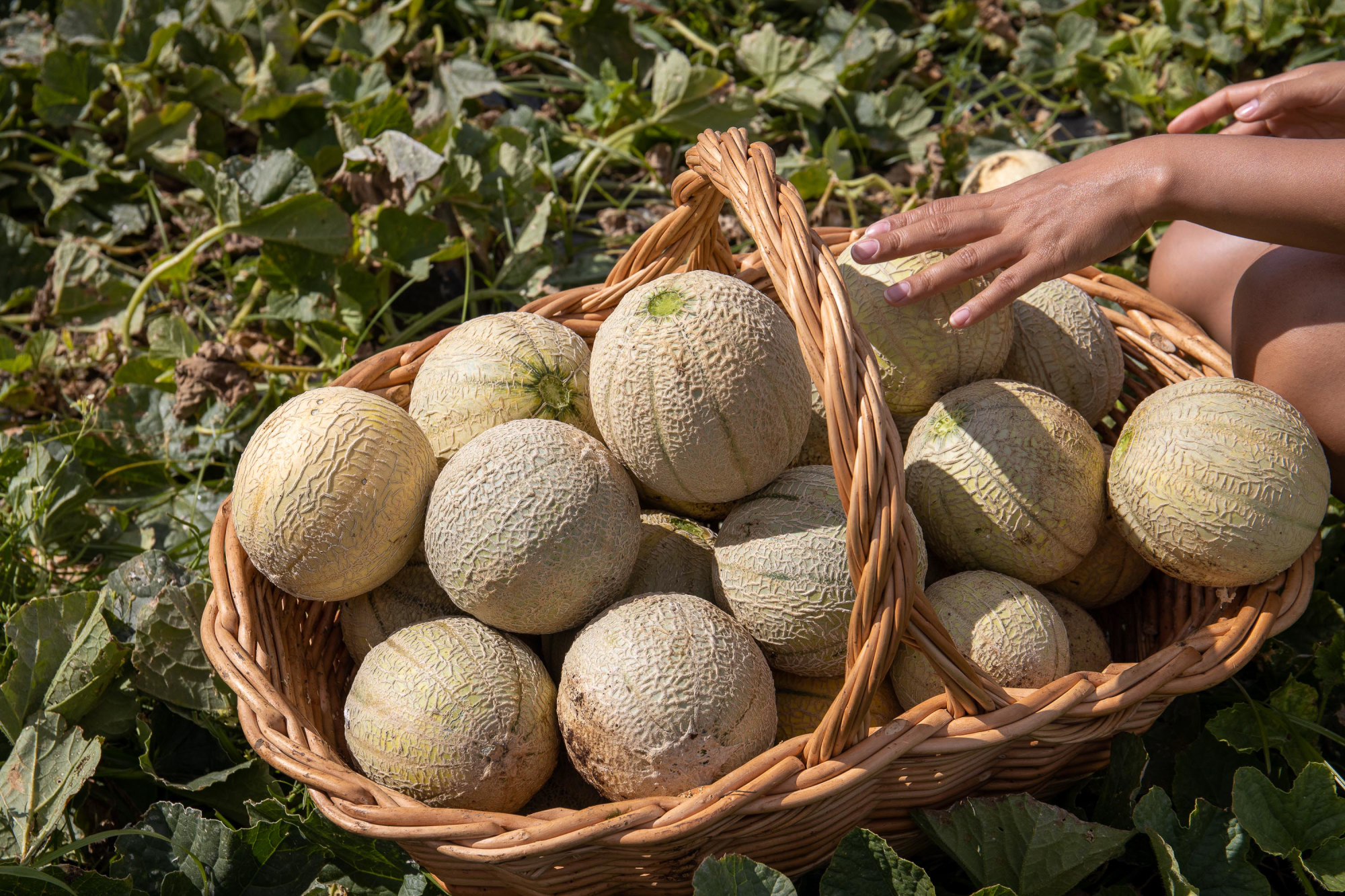 Food of Santa Maria Island Learn all about the traditional food of Santa Maria Island