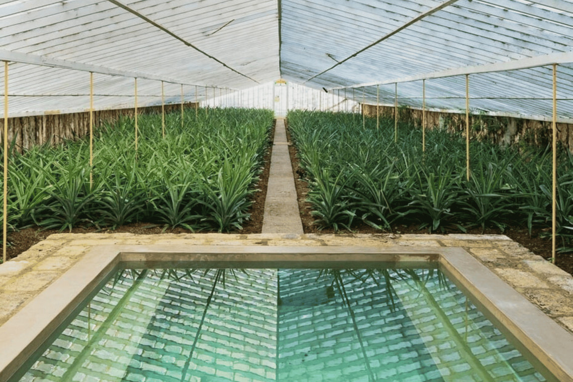 Thermal pool set inside a traditional pineapple greenhouse at Senhora da Rosa Hotel in São Miguel Island, Azores, surrounded by lush green plants and rustic charm.