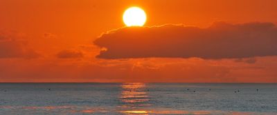 Observação de baleias e golfinhos - meio dia