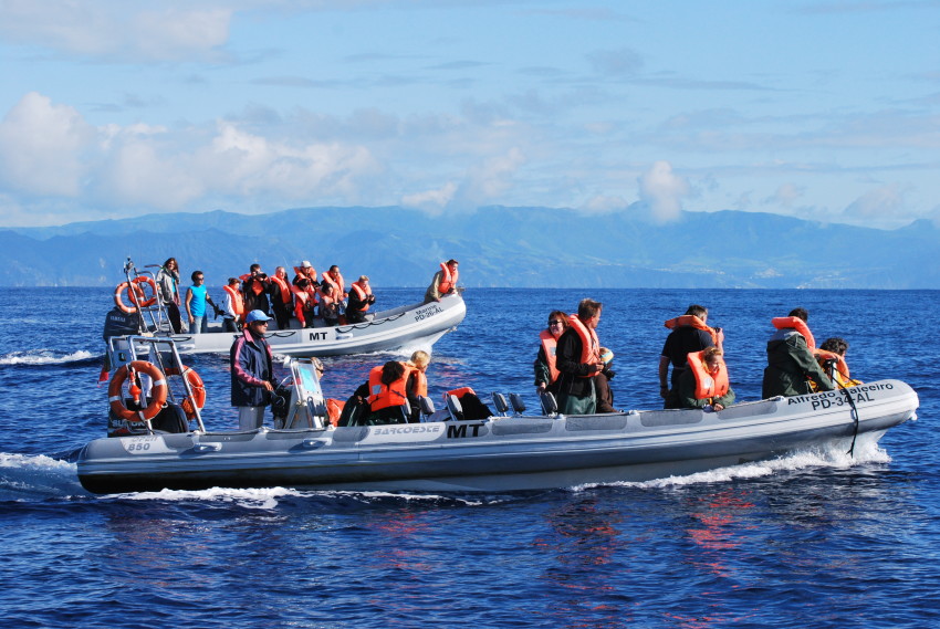 Observação de baleias e golfinhos - meio dia