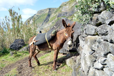 Observação de baleias e golfinhos - meio dia