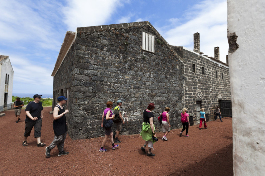 Observação de baleias e golfinhos - meio dia