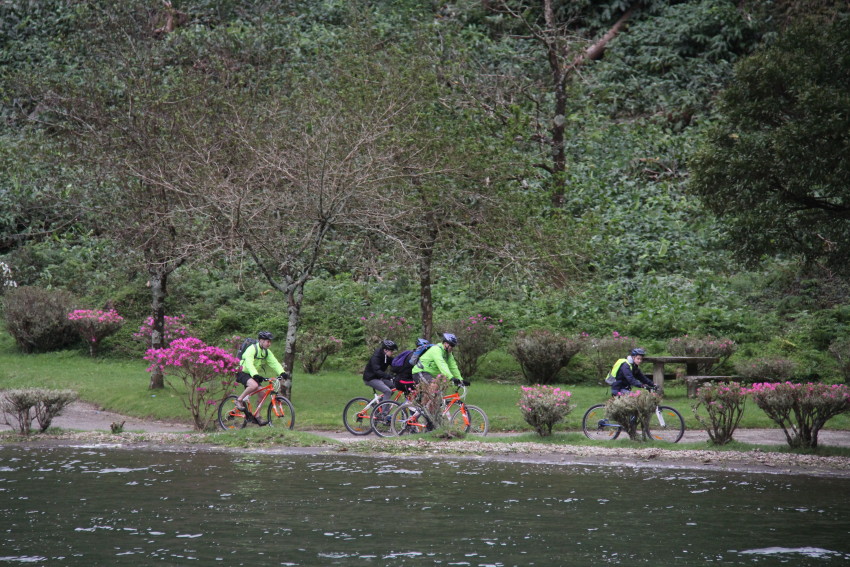 Observação de baleias e golfinhos - meio dia