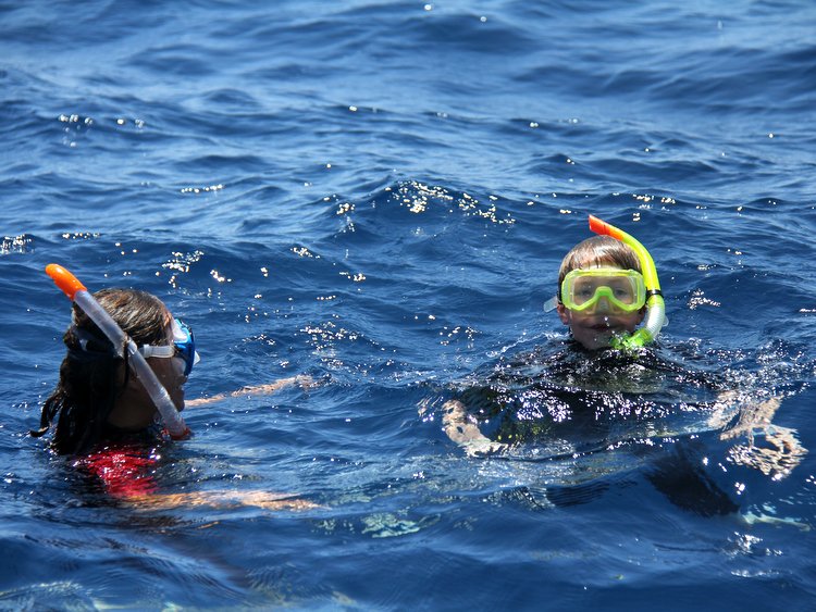 Observação de baleias e golfinhos - meio dia