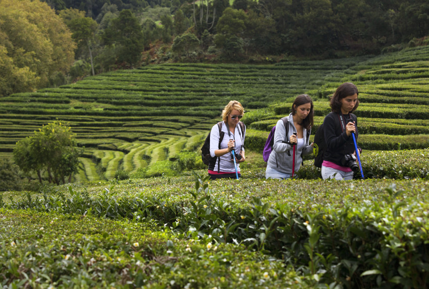 Observação de baleias e golfinhos - meio dia