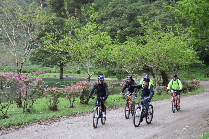 Observação de baleias e golfinhos - meio dia