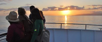 Observação de baleias e golfinhos - meio dia