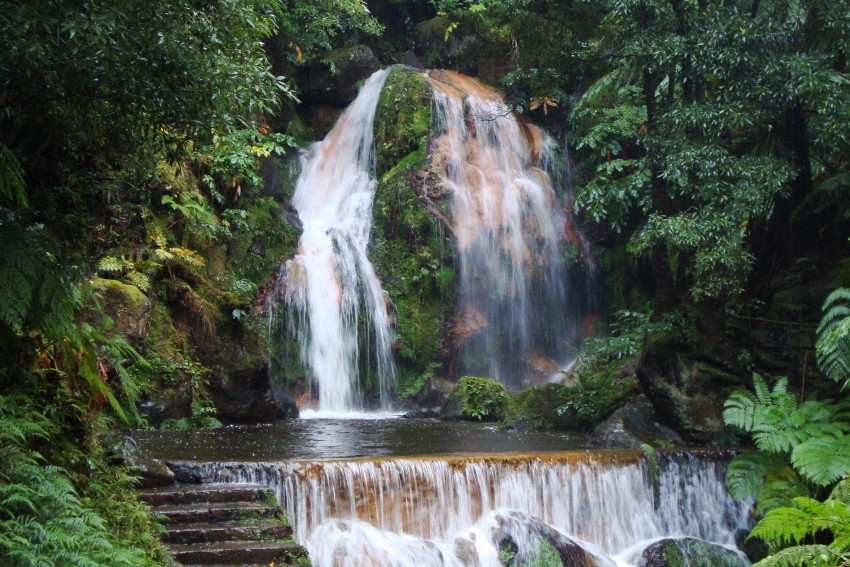 Observação de baleias e golfinhos - meio dia