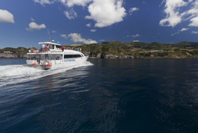 Observação de baleias e golfinhos - meio dia