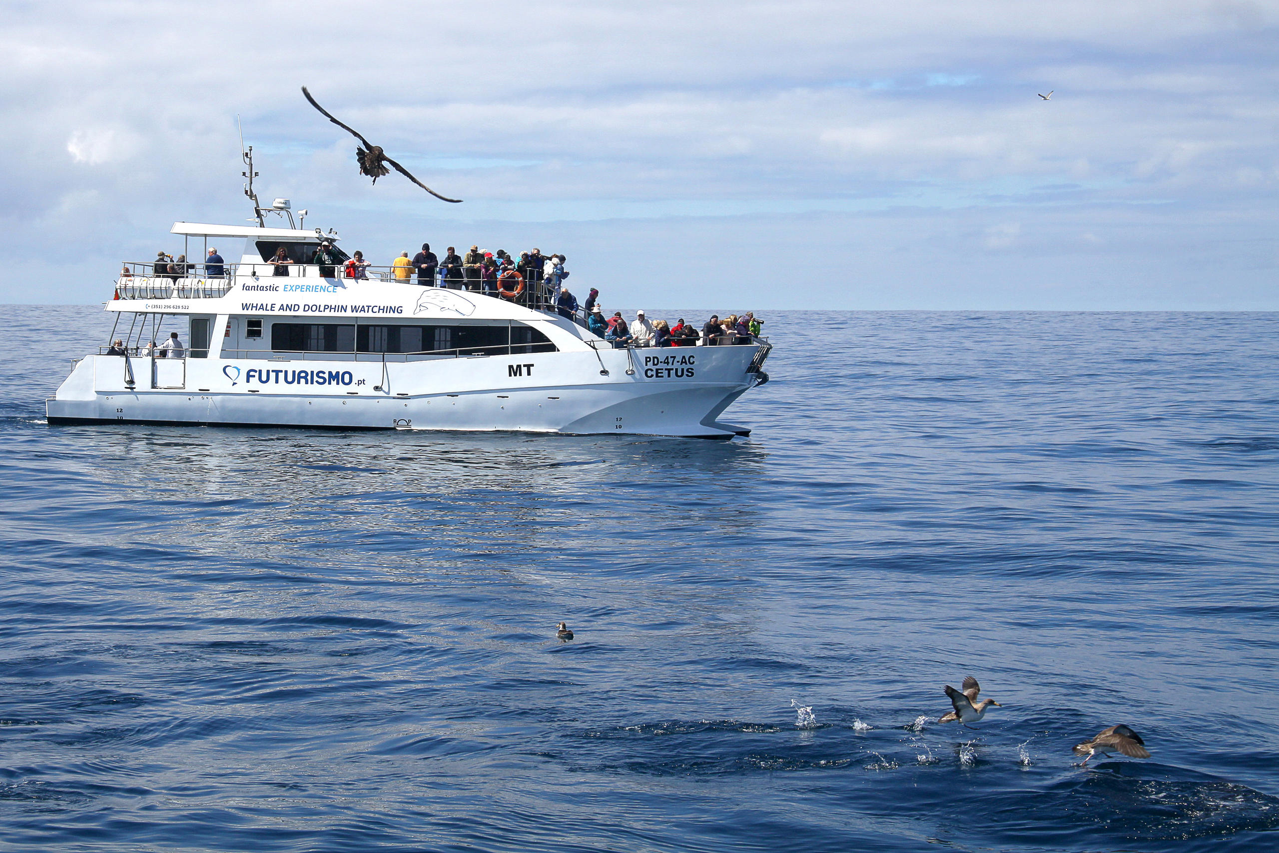 Observação de baleias e golfinhos: Meio dia - Catamaran 