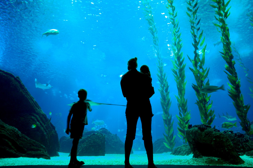 Hop on Hop Off: Oceanarium + Belém and Modern Lisbon Bus Tour (48H)