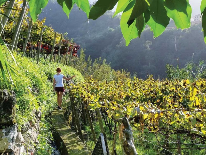 madeira wine tour vineyards and cellars