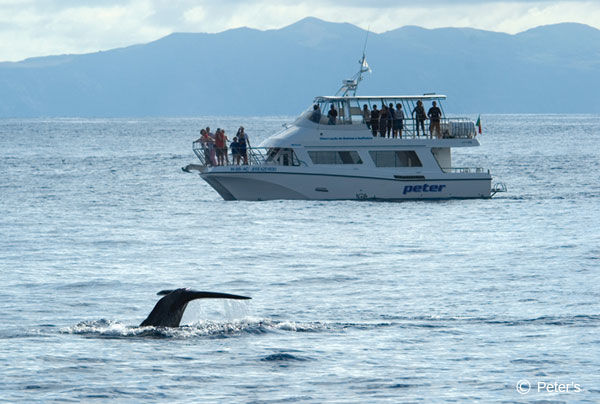 Whale and Dolphin Watching: Half Day