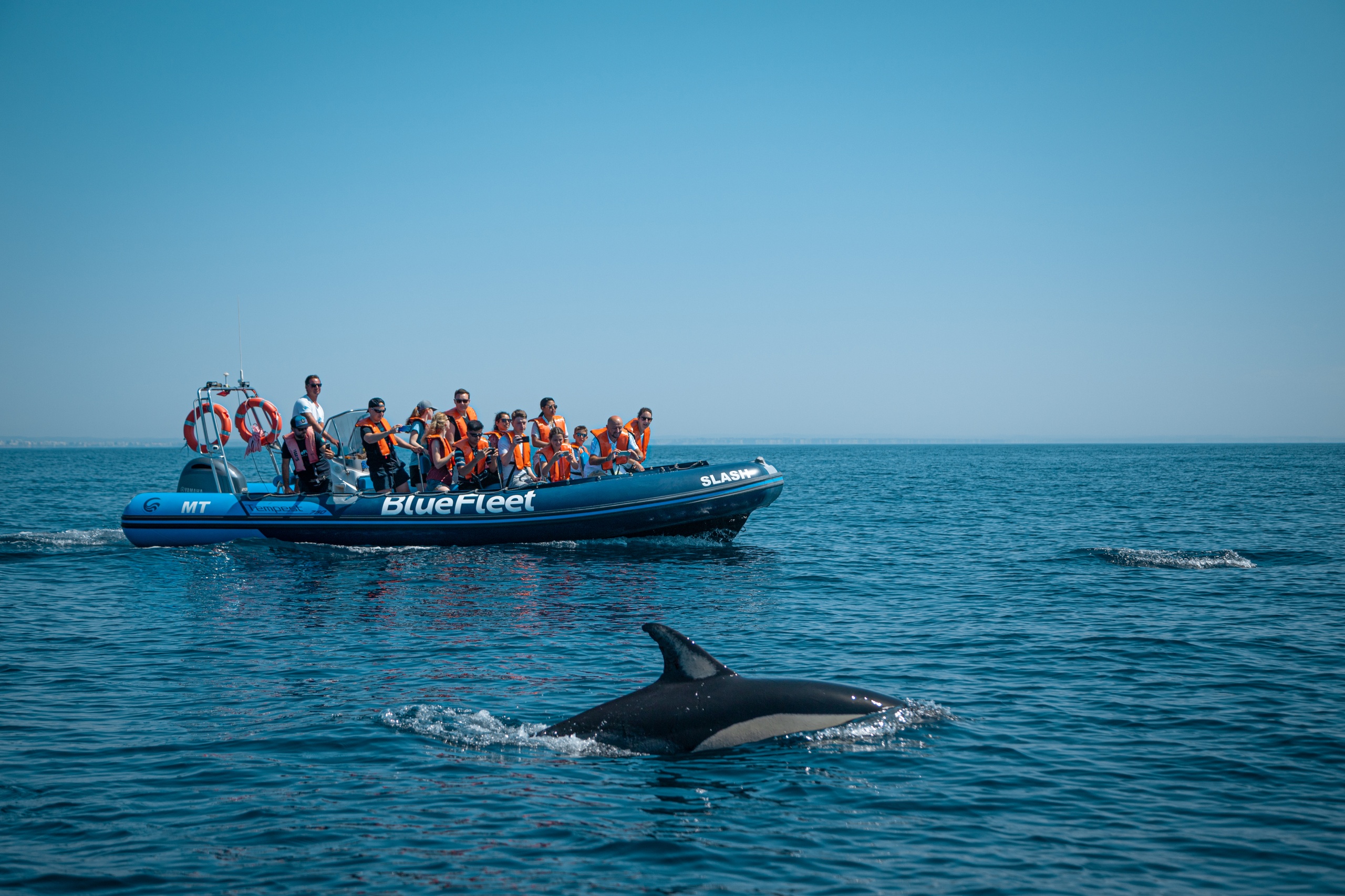 Boat Tour: Dolphin Watching in Lagos