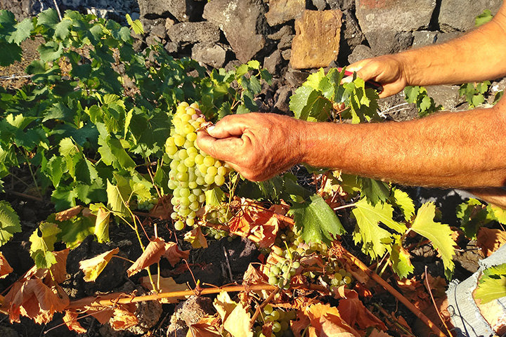 Passeio Gastronómico: Rota dos Vinhos & Sabores