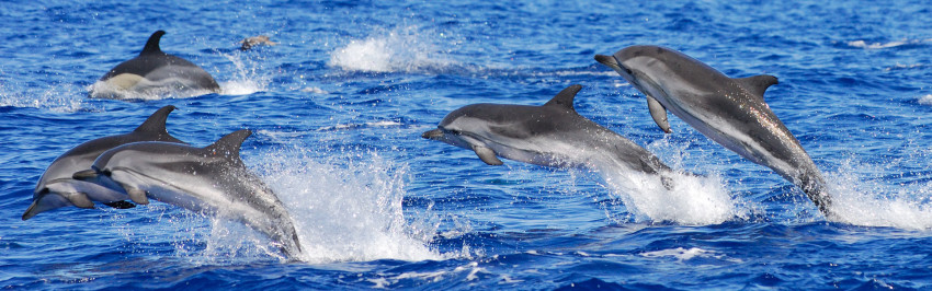 Whale & dolphin watching: Half Day - Madalena do Pico