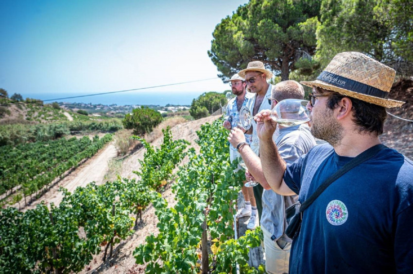 Boat: Catamaran Sailing and Ecological Wine Tasting Small Group