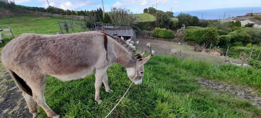 Passeios pelo quinta: Experiência na Quinta