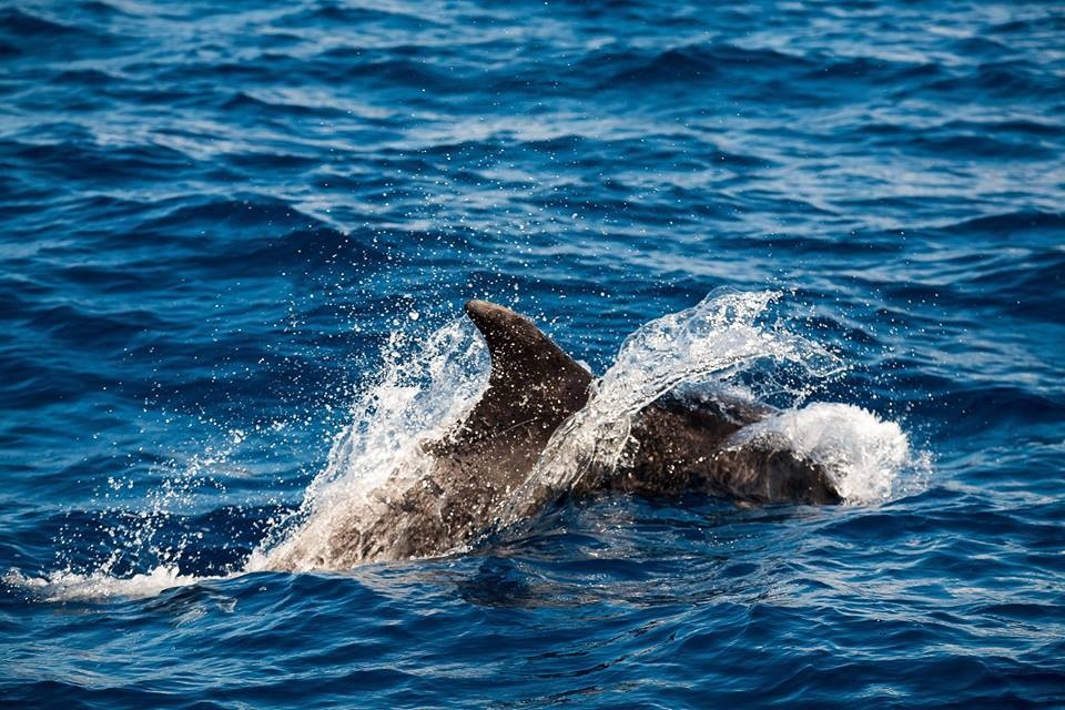 Atividades de Mar: Observação de Baleias e Golfinhos