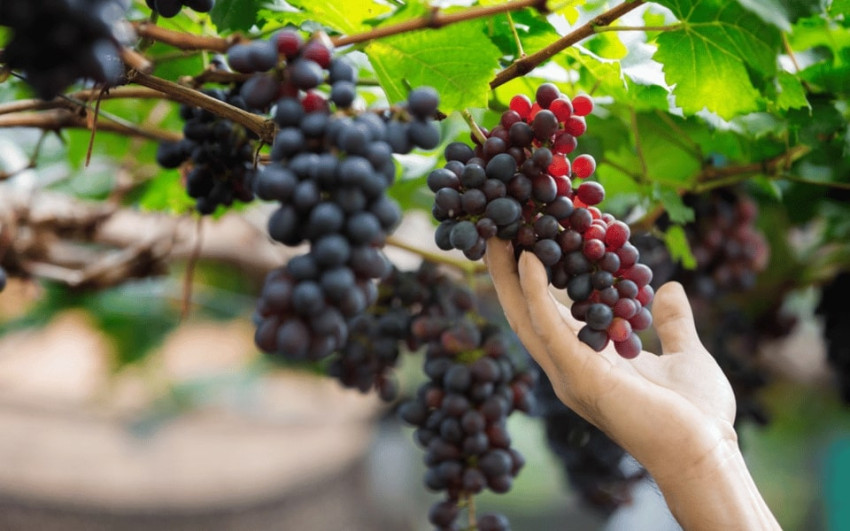 Food & Wine: Gran Canaria: Banana, Wines & Rum Taste - Premium Tour 