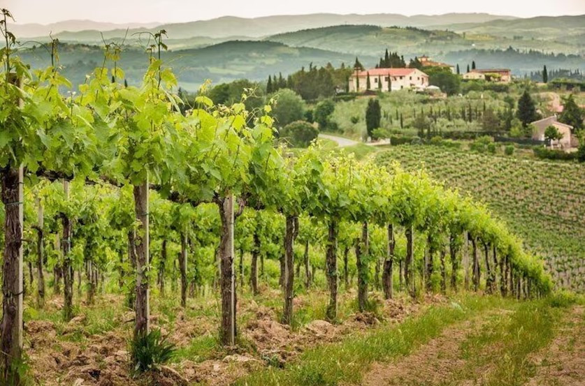 Gastronomia & Vinhos: Rota do Vinho de Frascati a partir de Roma: Degustação e Almoço