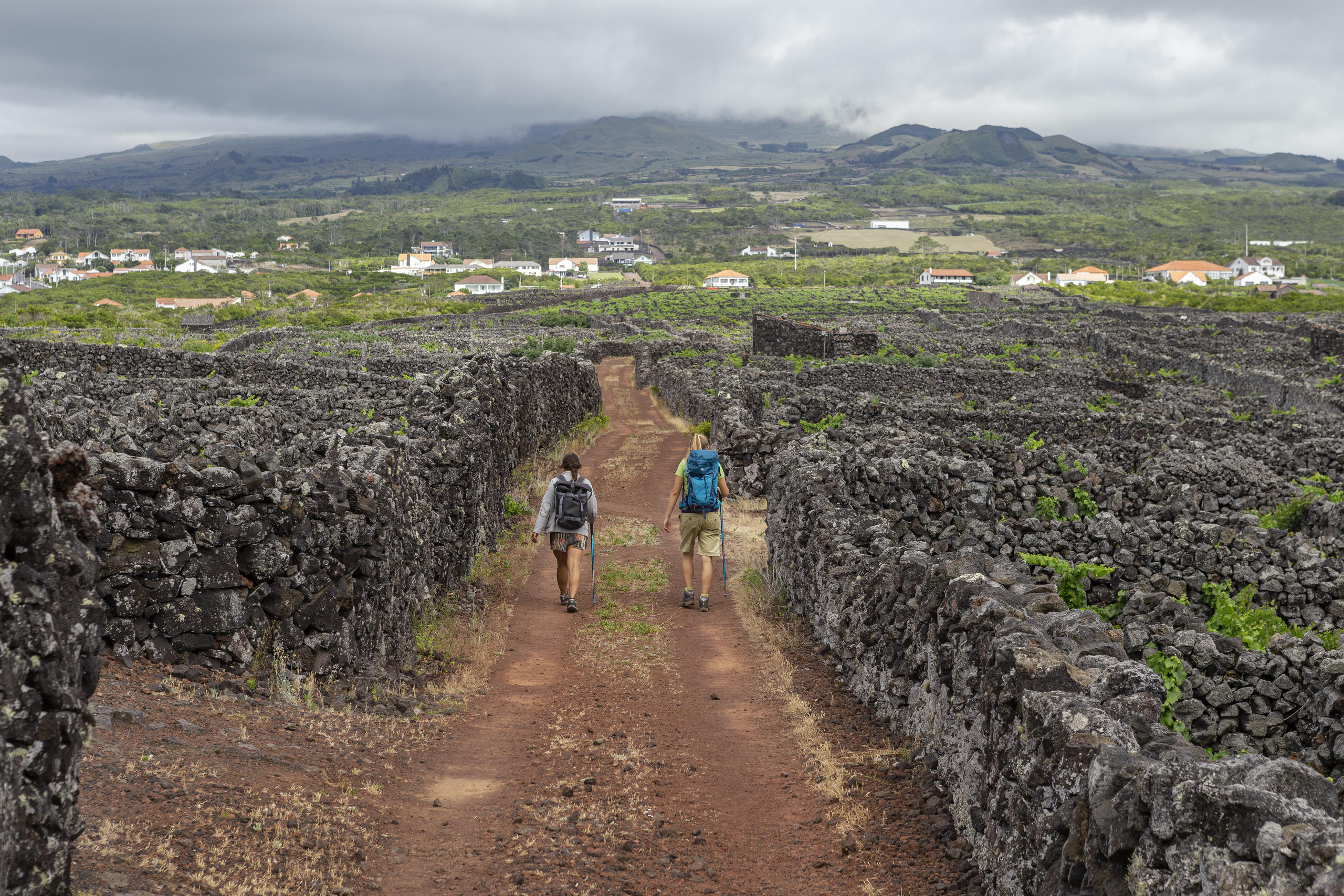 Hiking Tour: Vineyards of Criação Velha - Half Day