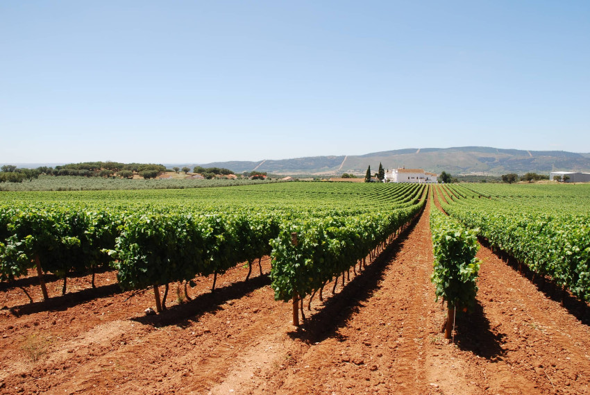 Walking Tour: Évora Route Of Bacchus Tour