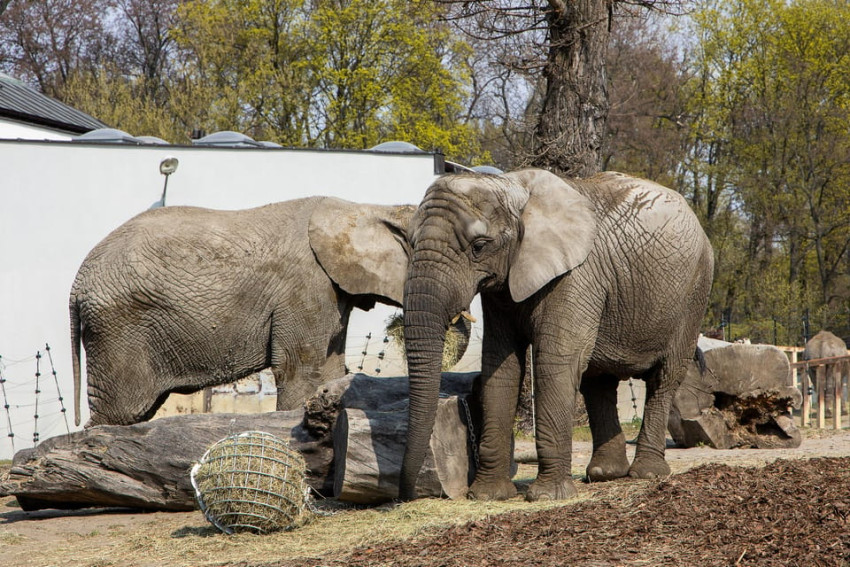 Cultural Tours: Warsaw: Zoo Skip-the-Line Entry Ticket with Private Transport