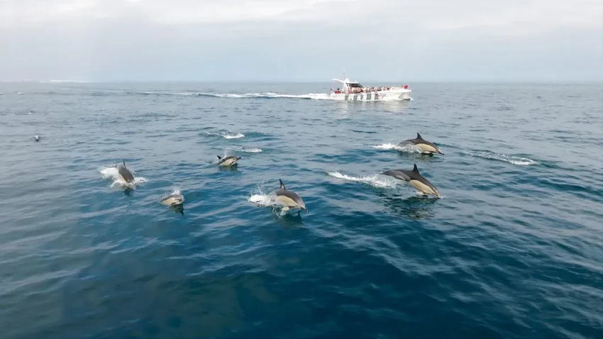 Boat Tour: Dolphins & Benagil Caves - Catamaran