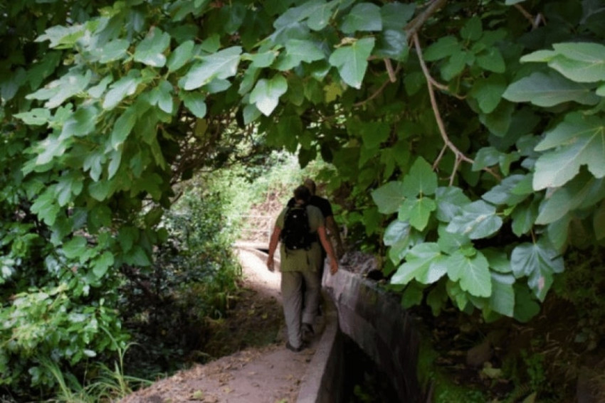 Hiking Tour: Rota do Vinho / Levada do Estreito (Half Day)