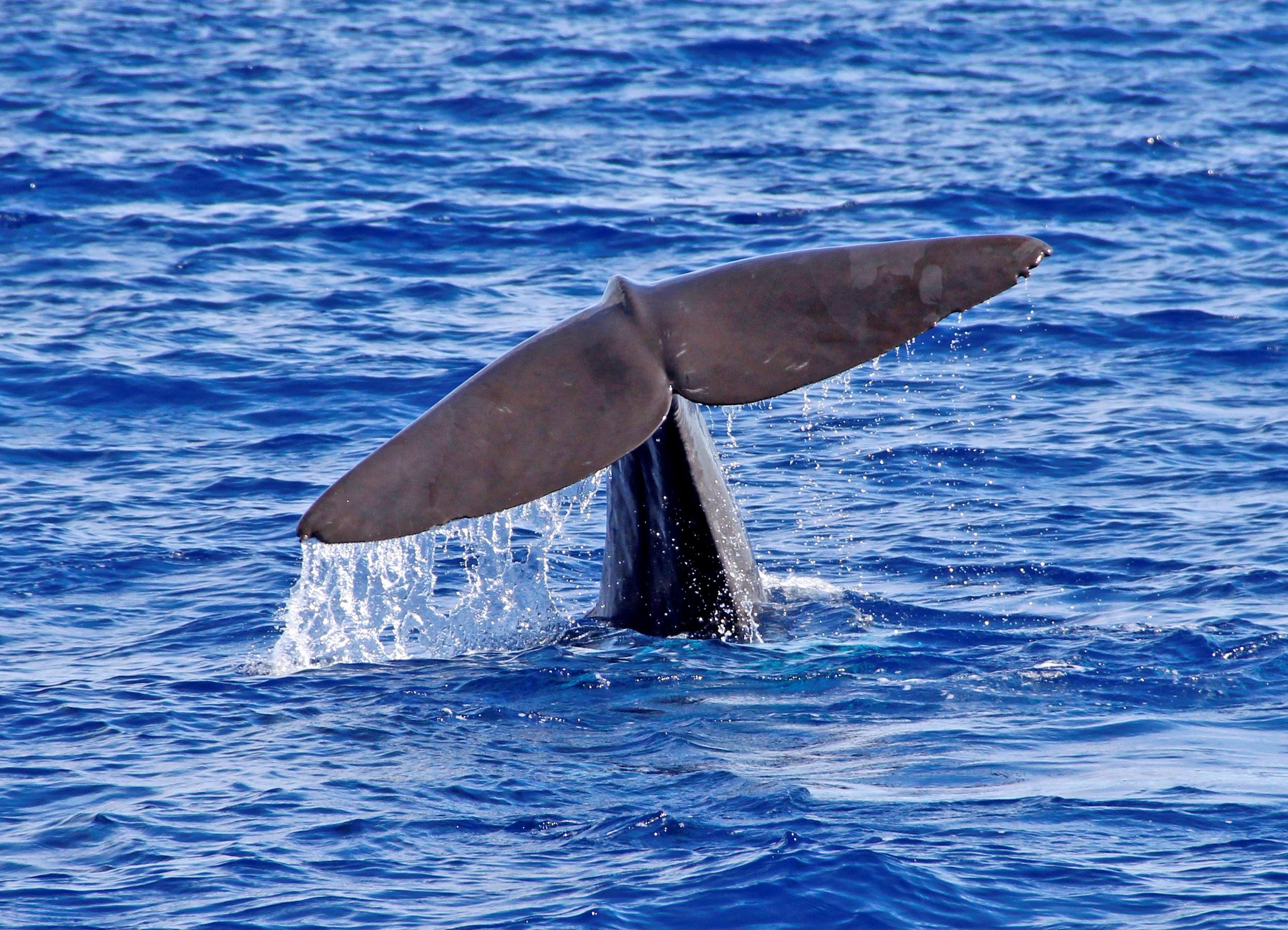 Catamaran: Whale Watching