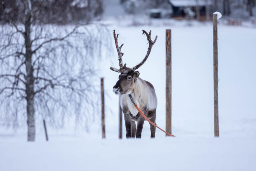 Passeios Temáticos: Rovaniemi: Visita a uma Quinta Tradicional de Renas e Passeio de Trenó