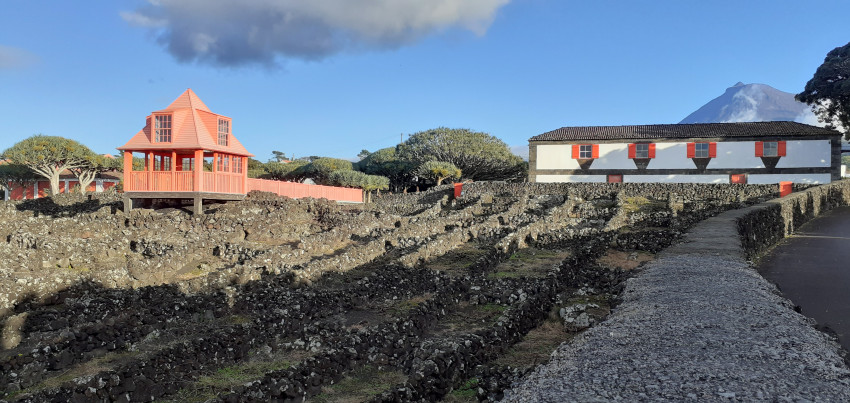 Walking Tour: Lava, “Maroiços”, Vineyards and Wine