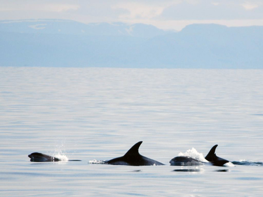 Boat Tours: Reykjavík: Whale Watching Tour