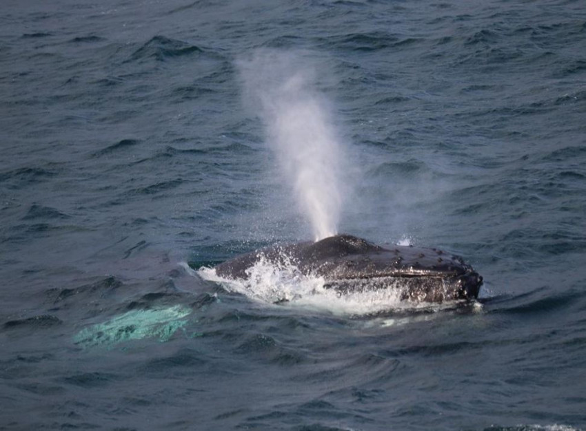Boat Tours: Reykjavík: Whale Watching and Whales of Iceland Exhibition